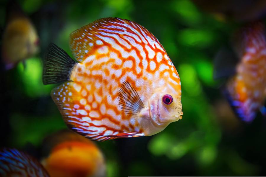 Freshwater fish and plants at The Reefer Garden