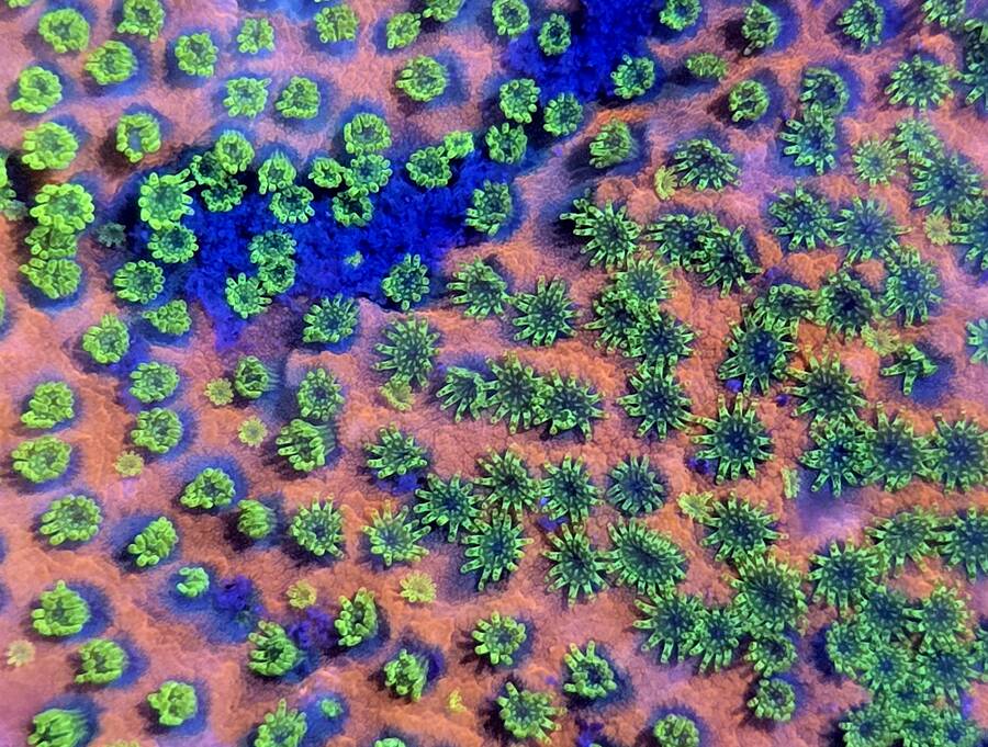 Healthy marine livestock
