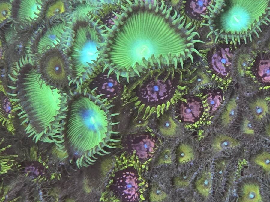 Reef aquarium showcase