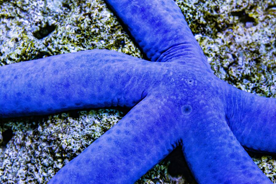 Blue starfish on reef rock