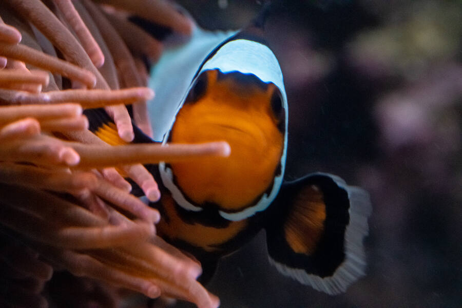 Clownfish in anemone