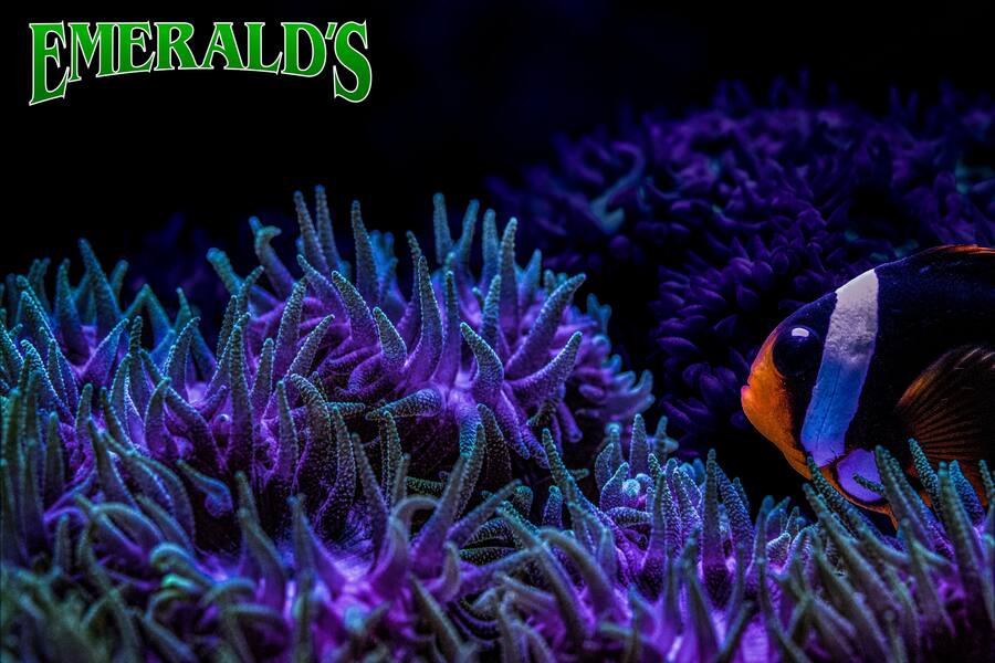 Purple anemone and clownfish - Emerald's