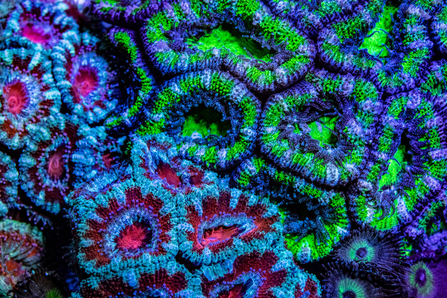Colorful Acan corals under actinic lighting