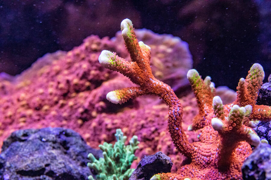 Orange branching SPS coral