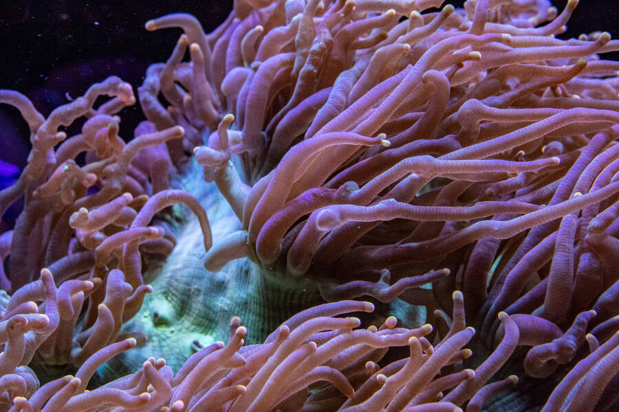Pink bubble tip anemone