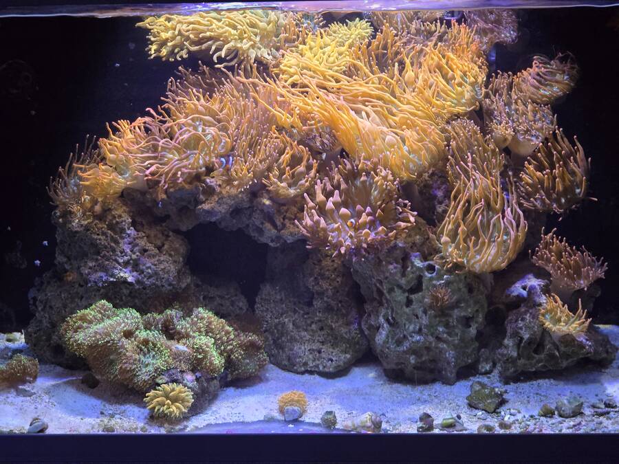 Coral and reef display